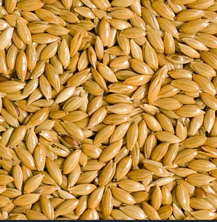 Canary seeds