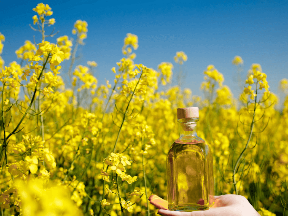Rapeseed oil