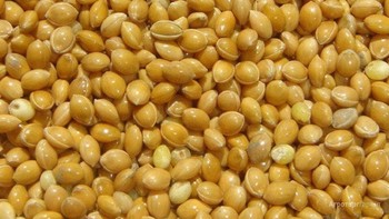 Yellow Millet