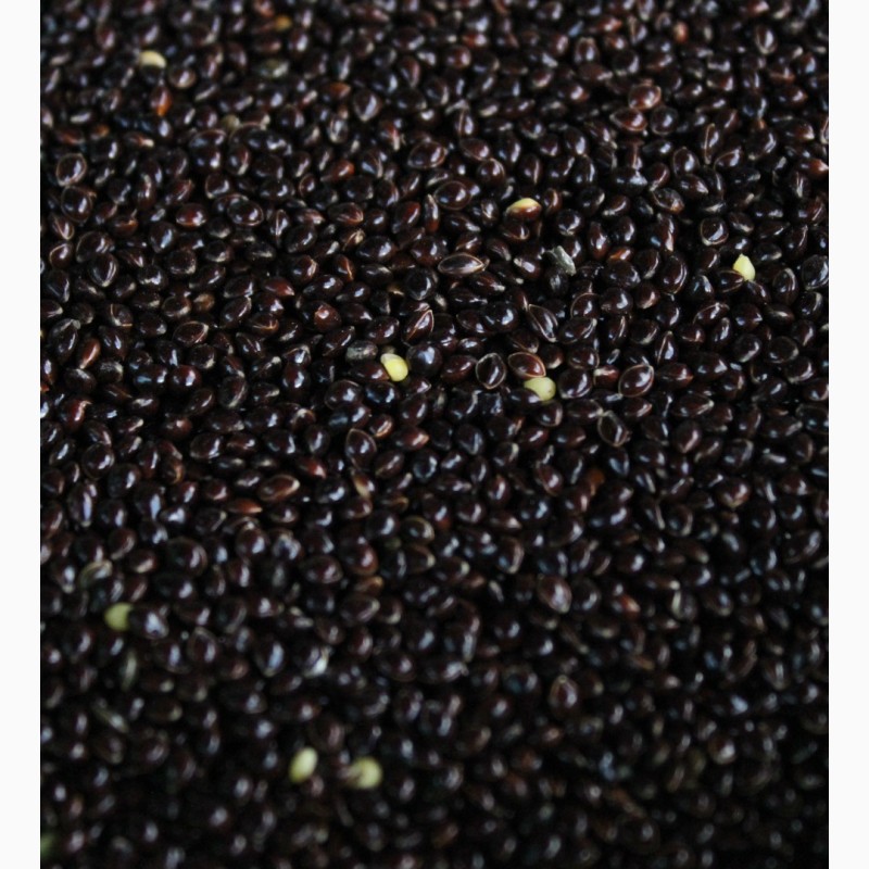 Black Millet