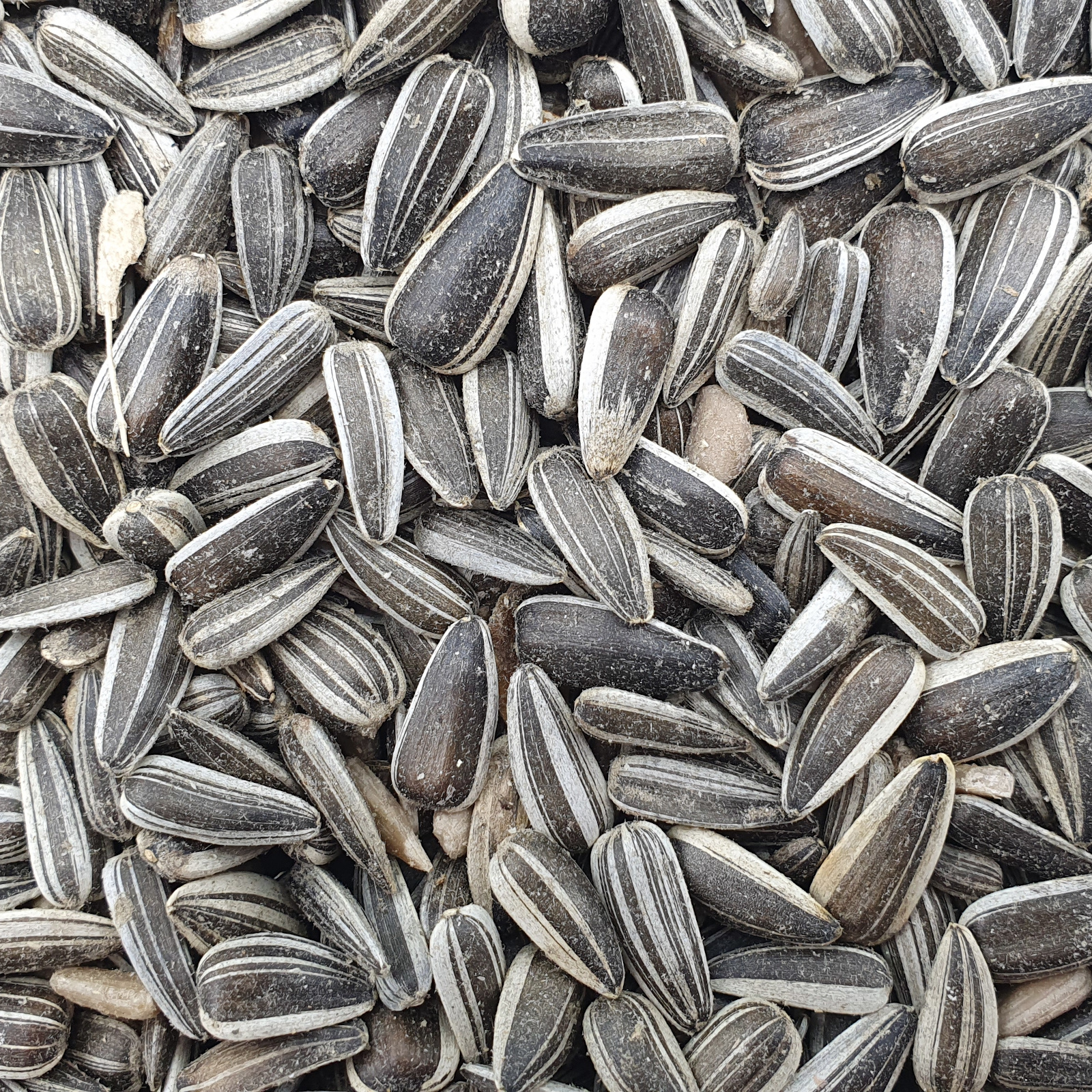 Striped sunflower seeds