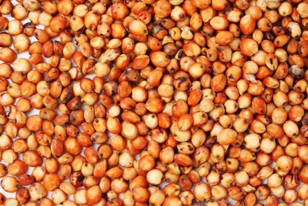Red Sorghum