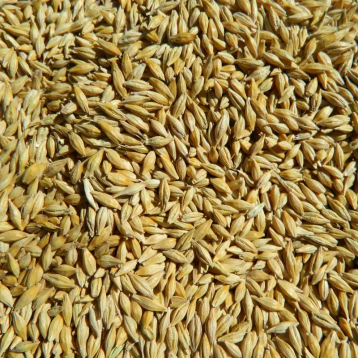 Barley