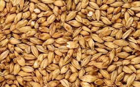 Brewing barley